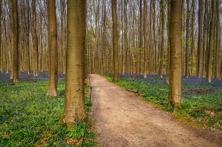 080 Hallerbos.jpg